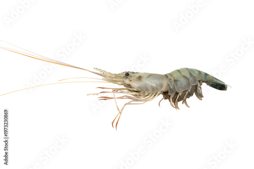 Close-up of a single raw shrimping on transparent background, side profile showing antennae, legs and segmented body.