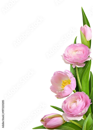 Pink tulip flowers and ranu...