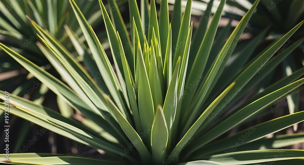 Fototapeta premium Close up shot of the sharp pointed green leaves of a tropical agave or yucca plant. yucca botanical