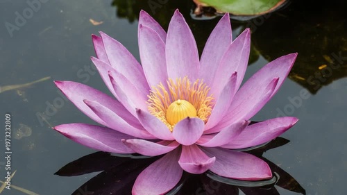 Purple Lotus Flower Floating on Calm Dark Water Surface