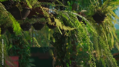 Tropical hanging plants swaying gently in sunlight slow motion scene, Green foliage moving in breeze with soft light and peaceful natural atmosphere 4k