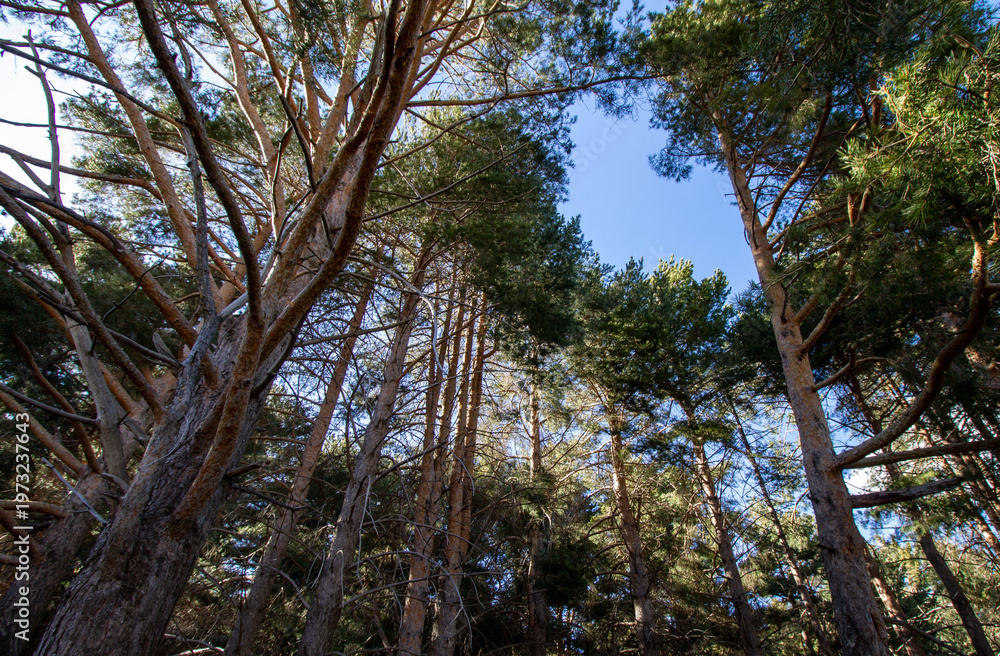 Fototapeta premium Large trees in the mountain forest under a blue sky