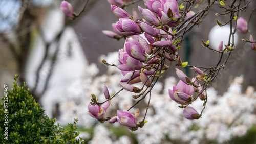 Magnolia in a garden blooming in spring - gardening background