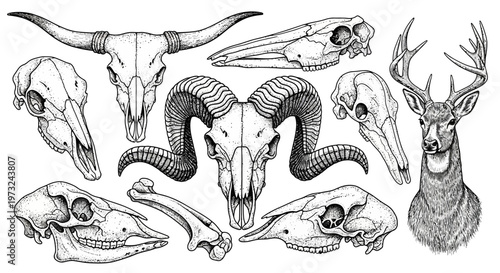 A collection of detailed black and white illustrations of various animal skulls, including a bull, ram, deer, and more, showcasing skeletal features