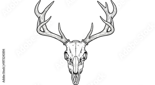 Detailed illustration of a stag skull with impressive antlers, presented in a striking black and white line art style