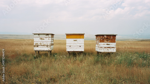 Beehives stand in grassy backyard field under cloudy sky showing honey production in rural landscape with natural wooden boxes and wildflowers creating peaceful atmosphere