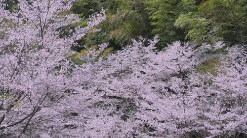 「雨山の郷の桜」和歌山県紀美野町 Cherry Blossoms at Ameyama-no-Sato in Kimino, Wakayama, Japan
