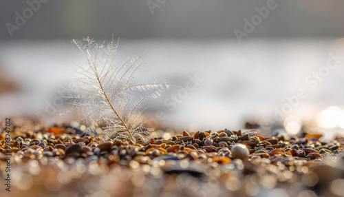 Delicate skeleton leaf standing on pebbles in warm sunlight