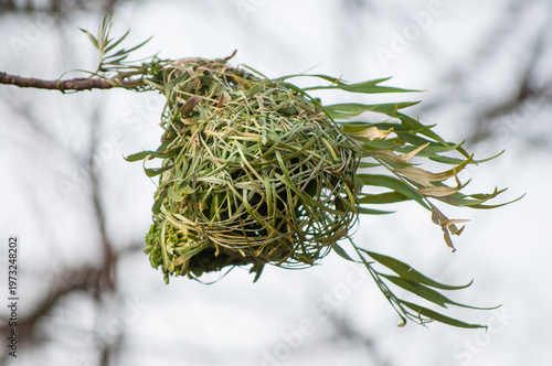 Fotografie A southern masked weaver's nest in a tree