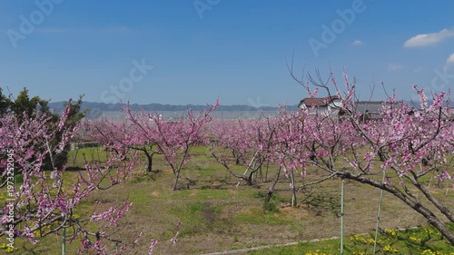 「桃源郷・桃の花開花」和歌山県紀の川市 Peach Blossoms in the Peach Blossom Village of Kinokawa, Wakayama, Japan