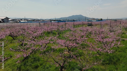 「桃源郷・桃の花開花」和歌山県紀の川市 Peach Blossoms in the Peach Blossom Village of Kinokawa, Wakayama, Japan