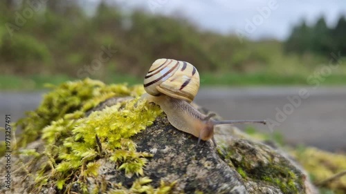 Banded snail slowly crawling on moss-covered rock in damp forest environment, close-up macro view of small mollusk in natural habitat with detailed texture and calm nature atmosphere.