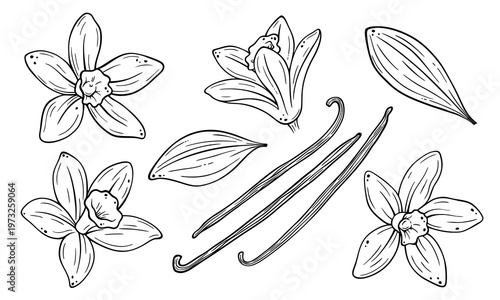 Vanilla flower and pod botanical line art set, hand drawn spice illustration, minimal outline elements isolated on white background, clean vector style for design and packaging