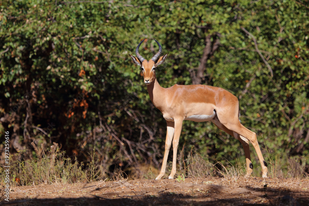 Fototapeta premium Schwarzfersenantilope / Impala / Aepyceros melampus