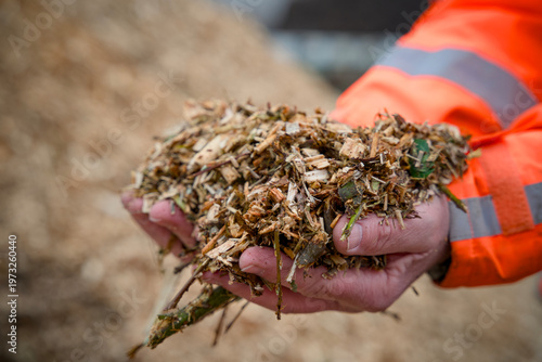 Photos Wood Chips as Biomass Fuel Held by Worker at Renewable Energy Plant