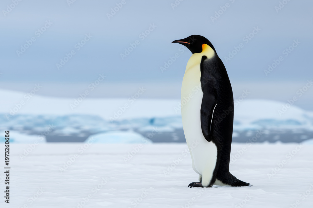 Fototapeta premium Emperor penguin standing on ice in Antarctica. Wildlife portrait of flightless seabird in natural habitat. Cold polar region environment and winter nature with ice and snow landscape.