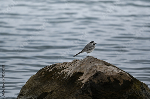 White Wagtail Bird Perched on Rock by Water – Minimal Nature Wildlife Scene