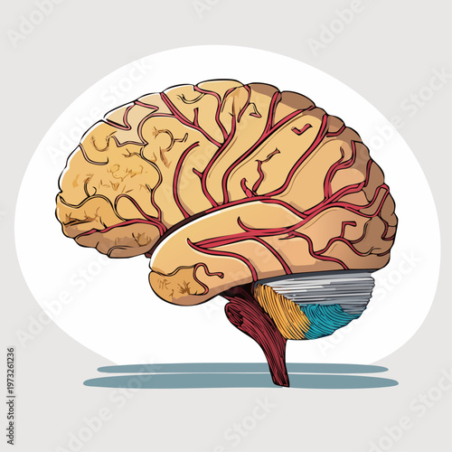 Human Brain Anatomy Medical Illustration.