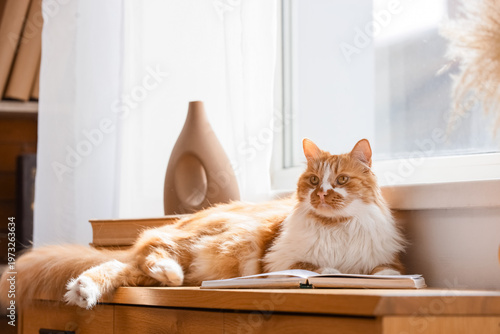 Cute red cat with books lyi...
