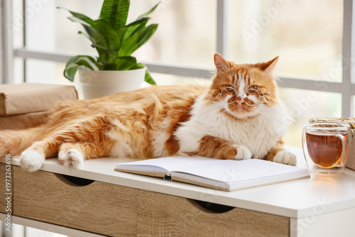 Cute fluffy cat in eyeglass...