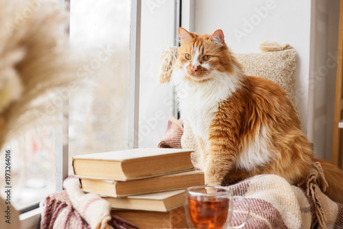 Cute red cat with books and...