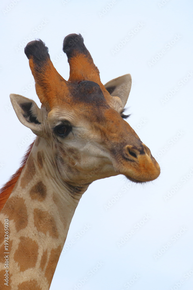 Obraz premium Giraffe / Giraffe / Giraffa camelopardalis