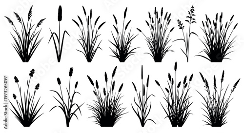minimalist wheat and wild grass vector illustration set on white background