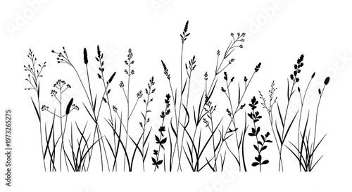minimalist wild grass stems with seed heads on plain white background