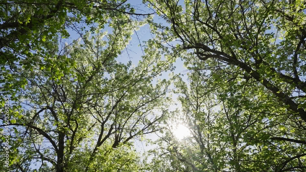 Obraz premium Sunlight filters through green leaves