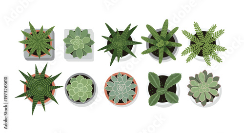 A collection of ten distinct varieties of green succulents and ferns are displayed from a top-down perspective in individual round and square garden pots.
