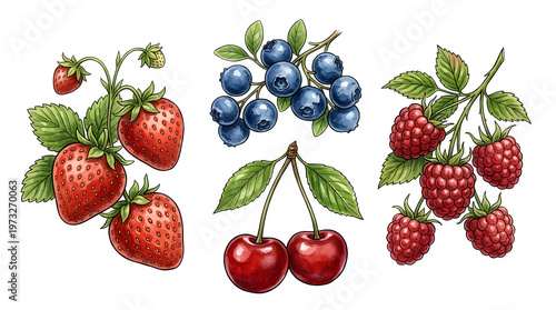 A colorful illustration of various fresh berries including strawberries blueberries raspberries and cherries against a black background
