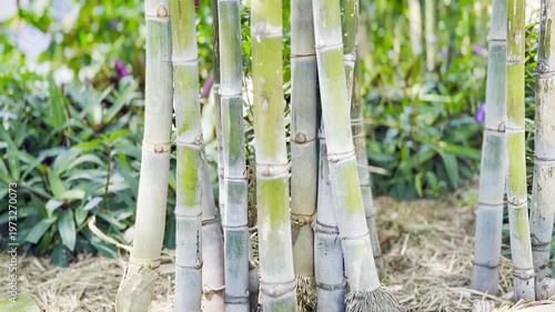 竹の群れが並ぶ風景の中で緑の葉が見える場所