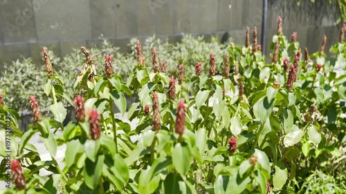 花の咲く植物が並ぶ庭の一部を示した場面