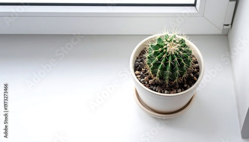 A close-up shot of a small, spherical cactus thriving in a white ceramic pot on a bright windowsill