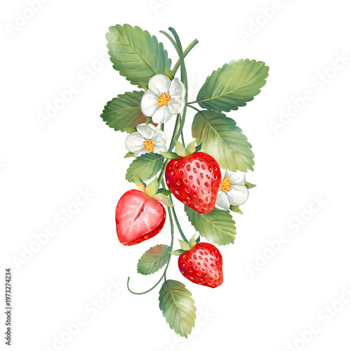 Red strawberries on a branch with green leaves and blossoms. Garden berry hand drawn aesthetic illustration.