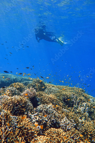 Indonesia, Flores, Maumere – snorkeler swimming above a vibrant coral reef with diverse marine life and tropical fish in clear blue ocean water.