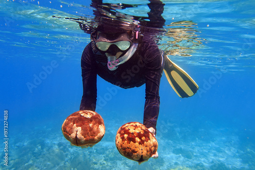 Indonesia, Flores, Maumere – snorkeler holding two cushion stars (Culcita novaeguineae) underwater in clear blue ocean water.