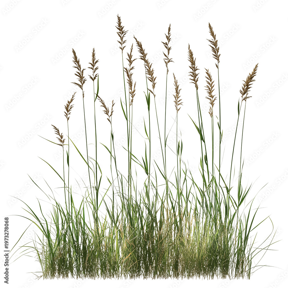 Fototapeta premium Meadow grass row prairie isolated on white background png