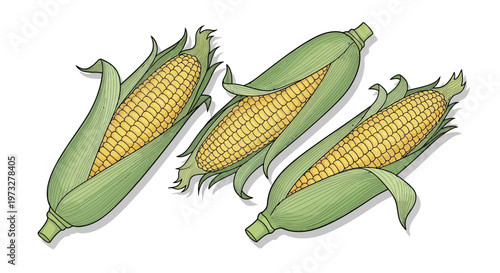 Three ears of corn illustration.