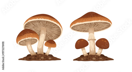 A detailed botanical illustration presents two distinct clusters of brown mushrooms with textured caps and visible gills growing from dark nutrient-rich soil patches.