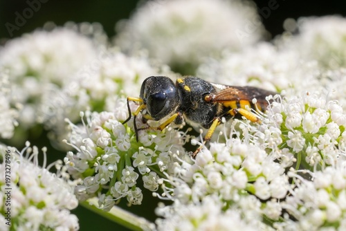 Фотография Closeup on a large crabronid wasp, Ectemnius fossorius feeding on white Angelica