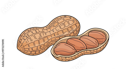 Peanuts in shell and opened.