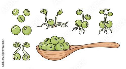 Green peas in a wooden spoon.
