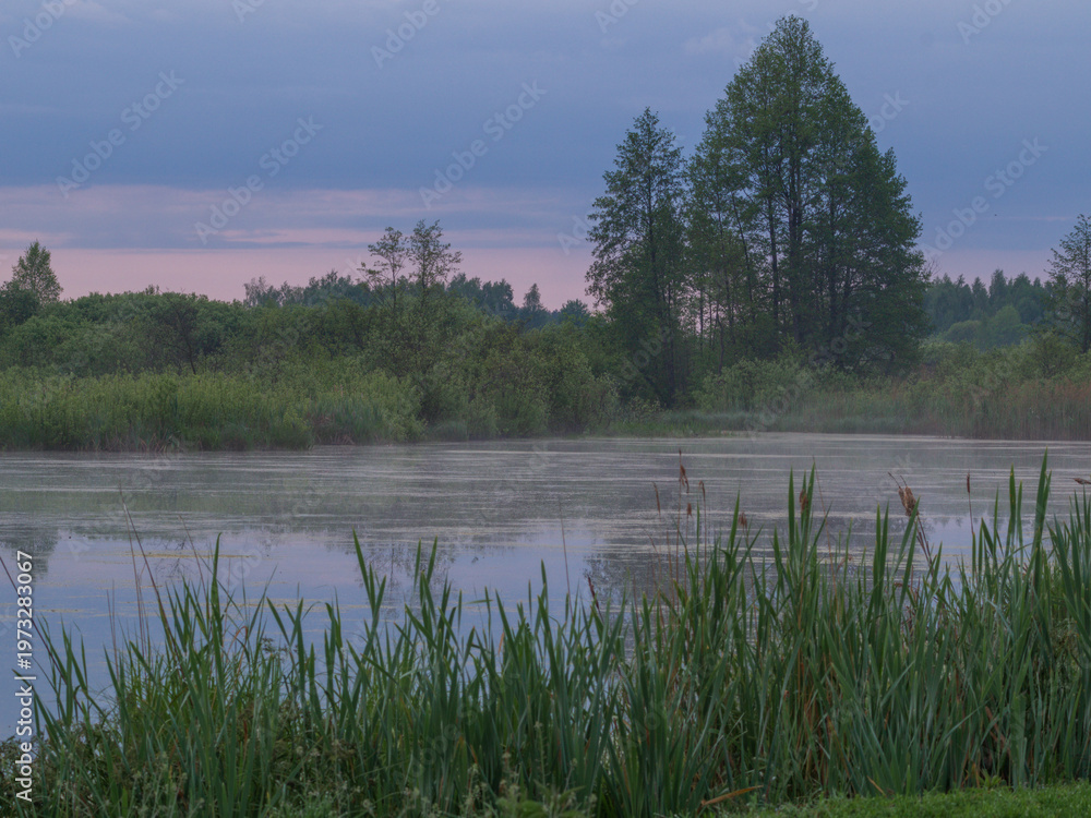 Fototapeta premium A tranquil natural scene at dawn with mist over the water and tall green reeds