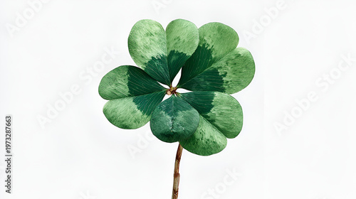 Isolated three leaf clover, symbol of Saint Patrick's Day and Irish luck, spring plant