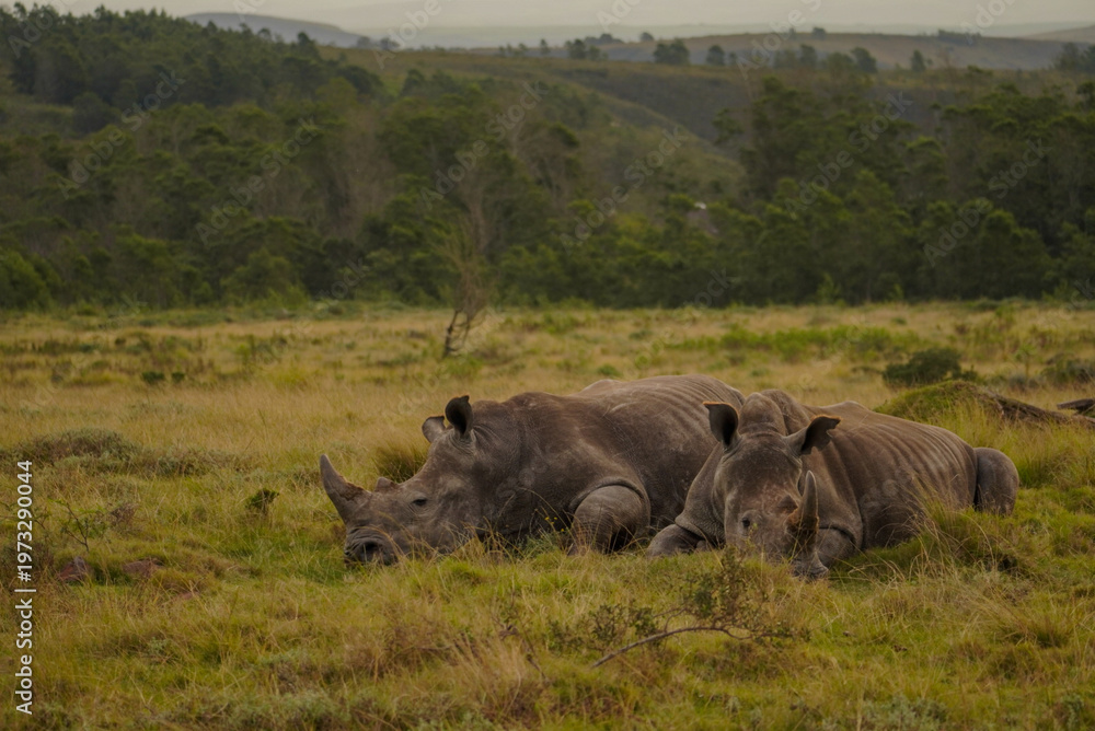 Fototapeta premium Two white rhinoceros resting in grassland, Gondwana Game Reserve, South Africa