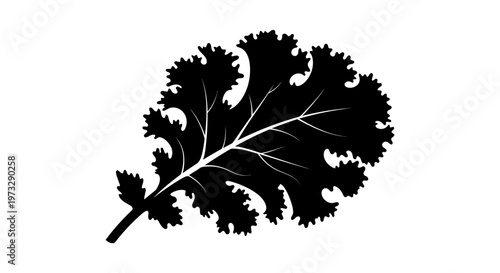Intricate black silhouette of a single kale leaf with detailed veins isolated on a clean white background symbolizing healthy eating and organic ingredients for culinary