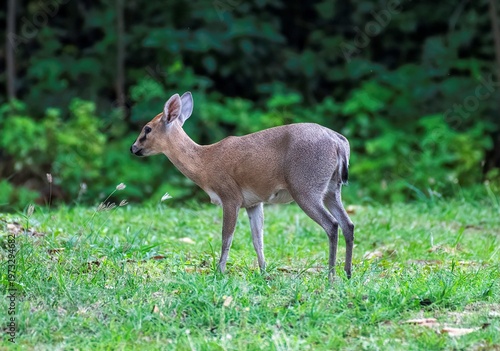 Grey Duiker antelope grazing in a green area in South Sudan