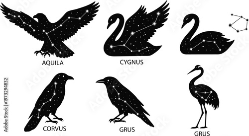Collection of celestial bird outlines filled with star patterns, depicting an eagle, swan, raven, and crane, night sky, black and white