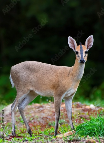 Grey Duiker antelope grazing in a green area in South Sudan